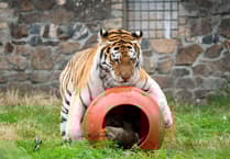 Dartmoor Zoo's Amur Tiger enjoys barrels of fun