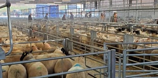 Holsworthy agri-centre project still on track