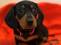 Dogs home raises £3,500 for dachshund's life-saving surgery