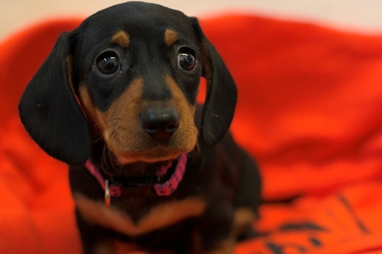 Gables Dogs and Cats Home is a non-euthanasia rescue and rehoming centre that has been caring for the regions unwanted and abandoned dogs and cats since 1907.