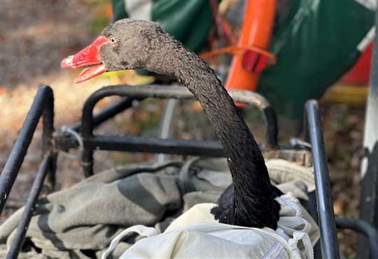 Reggie the Black Swan being removed from the River Avon. Photo Eyes of Dawlish