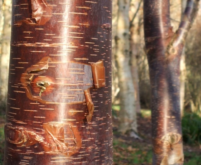Paul Bartlett: The beauty of birch