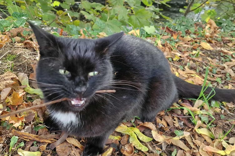 Polo the most popular cat in Tavistock basking in the glory of his award.  Picture by Helen Bowyer.