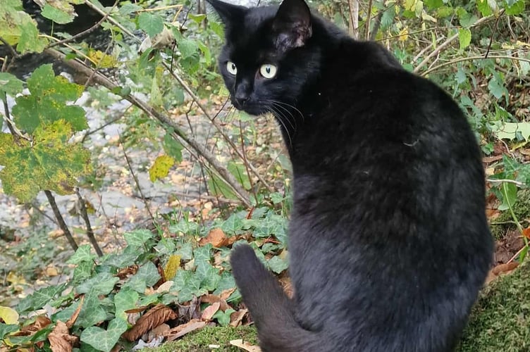 Polo the most popular cat in Tavistock basking in the glory of his award in Tavistock Meadows.  Picture by Helen Bowyer.