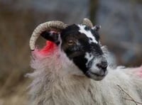 Sheep theft in Lewdown