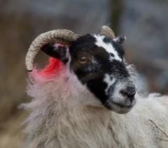 Sheep theft in Lewdown