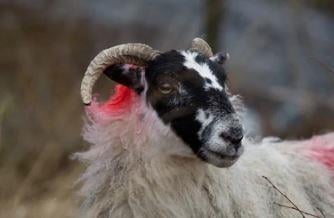 A file image of a Scotch Blackface, a common breed in the area.