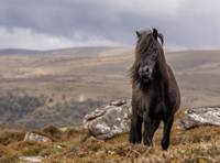 Endangered Dartmoor Pony breed's added protection