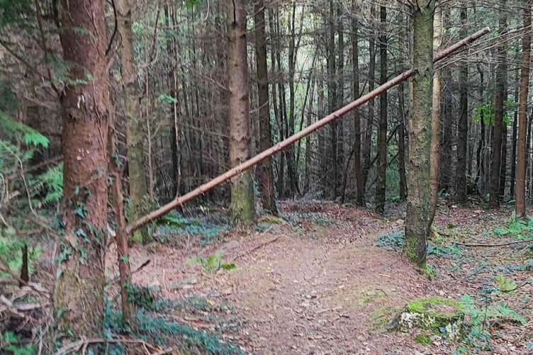 A long branch blocking the trail in Abbeyford Woods.
