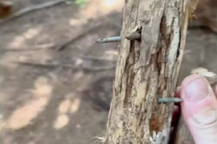 A branch with nails found on a mountain bike trail in Abbeyford Woods.