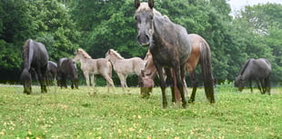 Seventy Icelandic horses saved in Devon