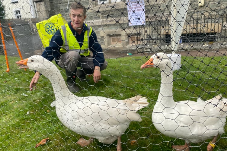 Yes there are geese at Tavistock Goose Fair this afternoon. The pair are pictured with Tavistock Rotary Club member Robin Wilson to help raise awareness of the bird and heritage of the fair and raise charitable funds.