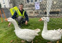 Tavistock's famous goose fair welcomes visitors – but without geese