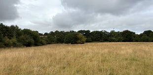 Plans for new 83-hectare woodland north of Okehampton