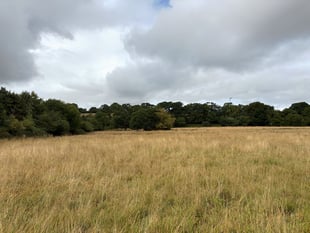 Plans for new 83-hectare woodland north of Okehampton