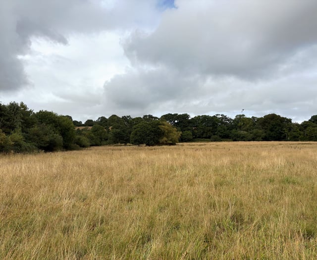 Plans for new 83-hectare woodland north of Okehampton