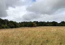 Plans for new 83 hectare woodland north of Okehampton