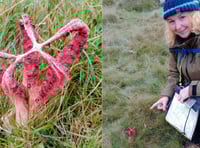 Hikers find rare smelly fungi on Dartmoor