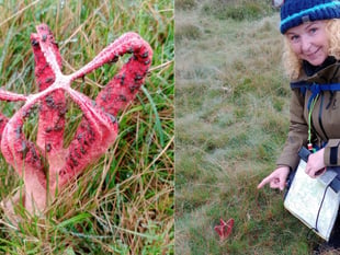 Hikers find rare smelly fungi on Dartmoor