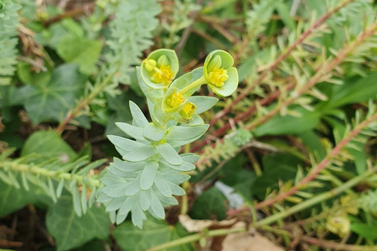 Sea Spurge - Alice Henderson