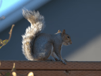 Road noise can actually make squirrels feel safer, new study finds