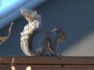 Road noise can actually make squirrels feel safer, new study finds