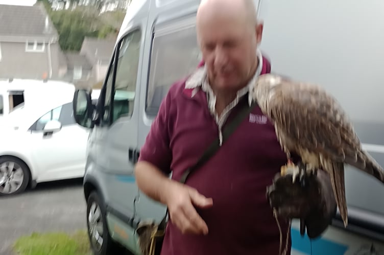 This dazed hawk was rescued by a couple after it crashed into their windows in Tavistock. Picture by Heather Newland.