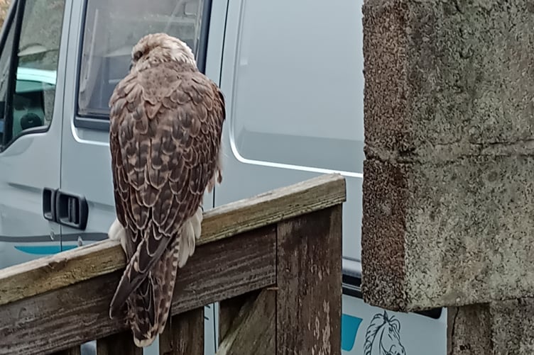This dazed hawk was rescued by a couple after it crashed into their windows in Tavistock.This dazed hawk was rescued by a couple after it crashed into their windows in Tavistock. Picture by Heather Newland.