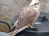 Crash-landed hawk rescued from bird attack