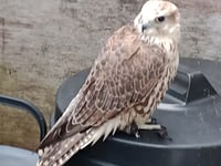 Crash-landed hawk rescued from bird attack