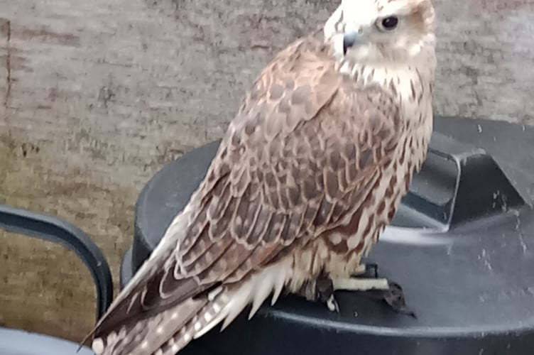 This dazed hawk was rescued by a couple after it crashed into their windows in Tavistock.This dazed hawk was rescued by a couple after it crashed into their windows in Tavistock. Picture by Heather Newland.
