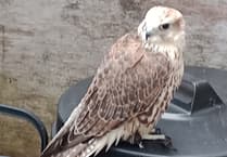 Tavistock couple rescue crash-landed hawk