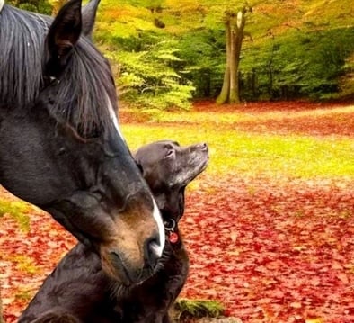 Baz the retired race horse (who inspired previous children's books in the xx series) with Elly the rescued dog - the lead in the latest book XX