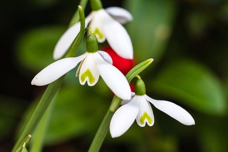 Early Garden House snowdrops amaze visitors.