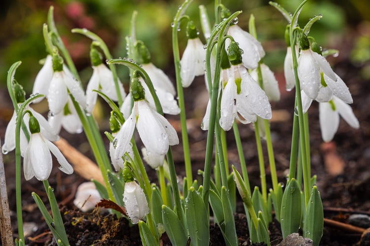Garden House Visitors are amazed to see the early autumn flowers of the hardy species snowdrop, Galanthus reginae-olgae, elwesii Hiemaleis Group 'Kinn McIntosh'.