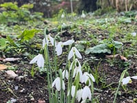 Early snowdrop splendour amazes visitors