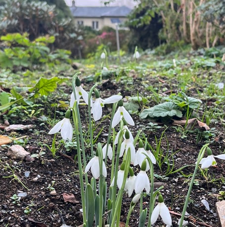 Garden House Visitors are amazed to see the early autumn flowers of the hardy species of snowdrop.