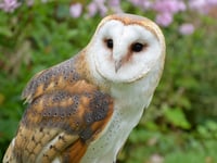 Nature charities call for improved wildlife protection 