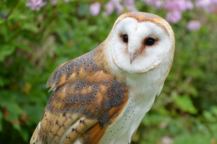 The Devon Wildlife Trust say that amendments to the Bill are vital to prevent dismantling of wildlife protection.