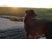Victory for wildlife as planning amendment dropped