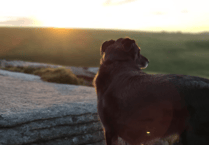 Wildlife triumph over damaging amendment