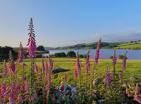 Winning snappers in focus