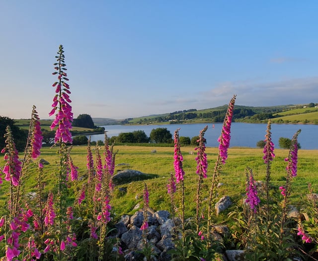 Winning snappers in focus