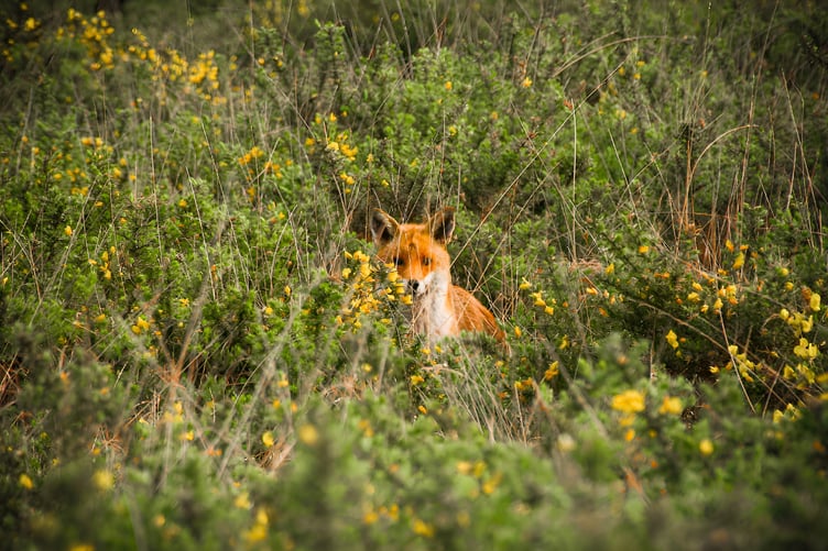 1ST Callum Boyd - Burrator - 14 Years Old - YE