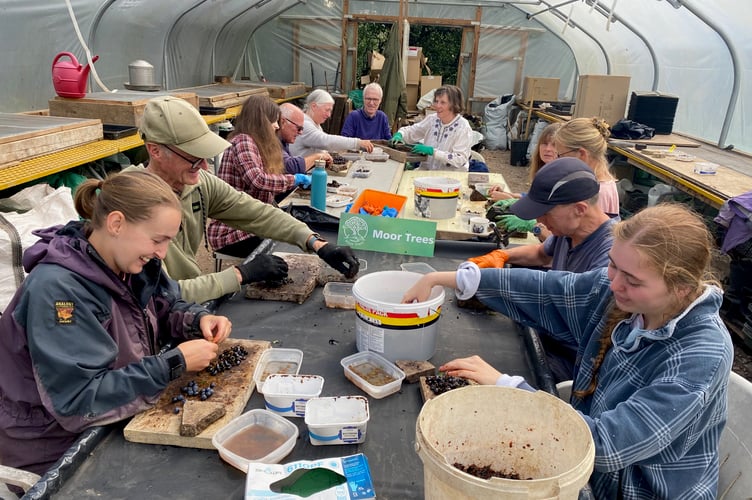 Volunteers seed processing at Dartington Community Tree Nursery.