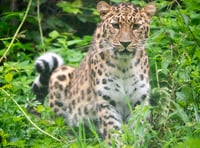 Amur leopard cub born at Dartmoor Zoo