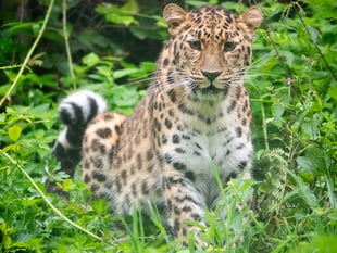 Amur leopard cub born at Dartmoor Zoo
