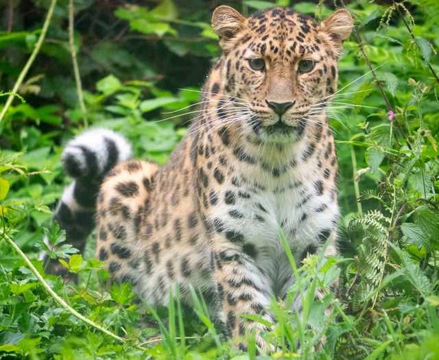 Amur leopard cub born at Dartmoor Zoo