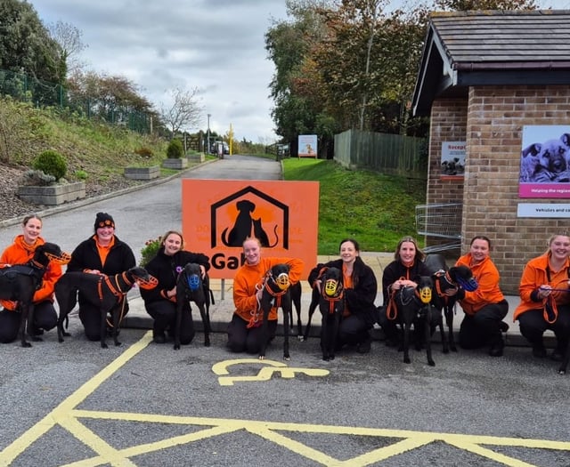 Cats and dogs home winter appeal 