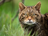 Wildcats could return to South West